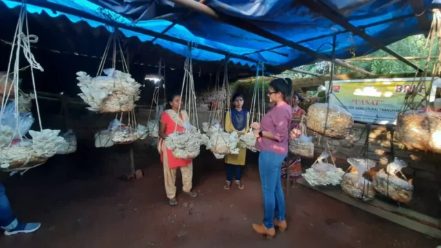 Encouraging Tribal young girls who started her own venture by growing oyster mushroom and spun unit